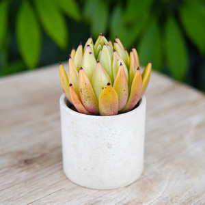 Small Potted Office Succulent Multi-meat Combination <strong>Plant</strong>-Novice-Friendly <strong>Good</strong> Feed General Purpose China Origin - Product Image 6