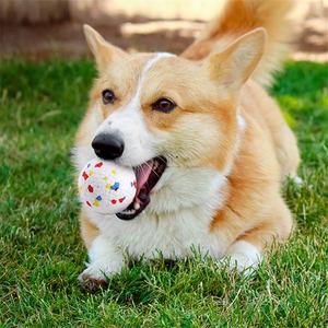 ETPU köpek topu Bite dayanıklı elastik top çiğnemek oyuncak köpekler için Pet eğitim interaktif yavru oyuncaklar toptan köpek oyuncaklar - Product Image 5