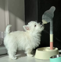 Fontaine à eau pour animaux de compagnie en plastique multicolore arc-en-ciel, style coréen, avec bouteille à niveaux et bec verseur pour chien et chat
