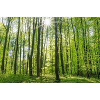 Papier peint mural Forêt Tropicale Vert Nature Tunnel d'arbres Cerfs Oiseaux Fleurs pour Salon Chambre à coucher Personnalisé