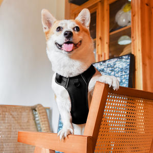 Kustomisasi korduroi anjing <span class=keywords><strong>Harness</strong></span> beludru kerah Corduroy anjing <span class=keywords><strong>Harness</strong></span> dan Set tali anjing lembut empuk dengan tas tempat kotoran - Product Image 5