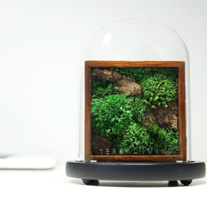 Kit de terrariums en mousse préservée air Plantes <span class=keywords><strong>Terrarium</strong></span> Géométrique Plante d'intérieur <span class=keywords><strong>Terrarium</strong></span> en verre Mousse naturelle - Product Image 2