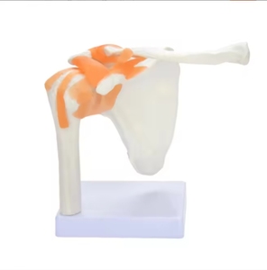 SCIEDU Modelo de Hombro Humano 1:1 de PVC para Anatomía, Ortopedia Deportiva, Enseñanza <span class=keywords><strong>del</strong></span> Dolor, Esqueleto y Ligamentos - Product Image 3