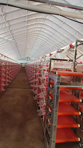 <span class=keywords><strong>Gabbia</strong></span> <span class=keywords><strong>per</strong></span> Quaglie a 6 Piani <span class=keywords><strong>per</strong></span> Allevamento Commerciale in Vendita - Product Image 2