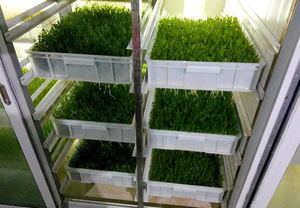 NEWEEK industria hidropónica control eléctrico <span class=keywords><strong>semillas</strong></span> <span class=keywords><strong>de</strong></span> Chile germinación <span class=keywords><strong>germinar</strong></span> Frijol mungo brote hierba <span class=keywords><strong>de</strong></span> trigo máquina <span class=keywords><strong>de</strong></span> cultivo - Product Image 5