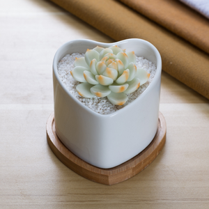 Vaso in Ceramica Bianca a Forma di Cuore Personalizzato per <span class=keywords><strong>Piante</strong></span> Succulente - Product Image 4