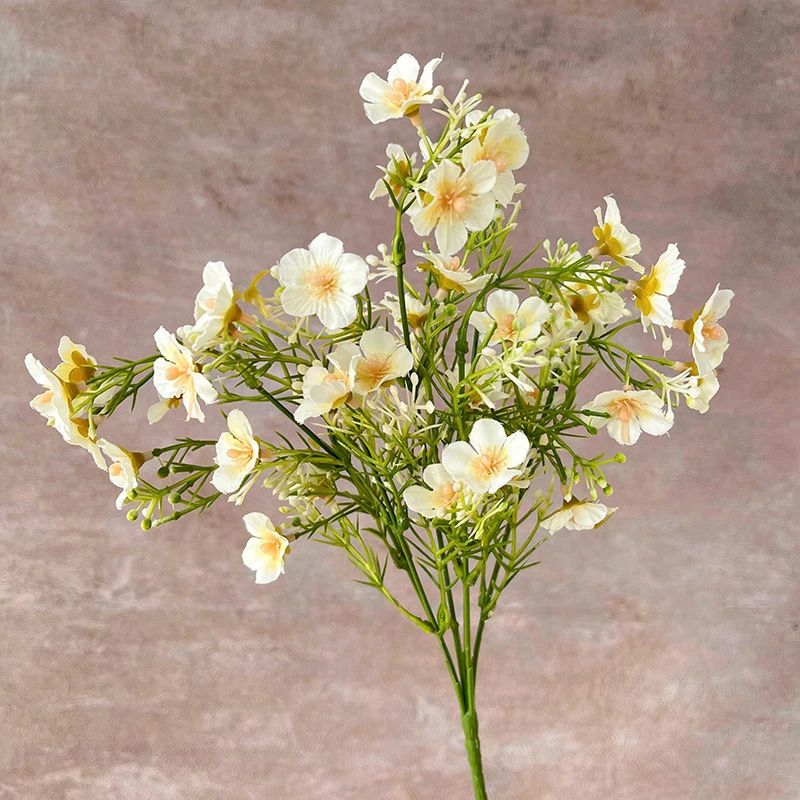 Bianco Crema