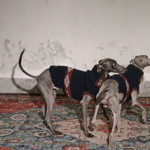 शैली के लिए पालतू कोट अद्वितीय डिजाइन व्यक्तिगत कुत्ते कोट को अनुकूलित करें - Product Image 4