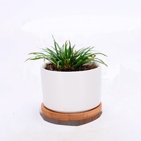 Mini pot en céramique nordique pour plantes succulentes avec plateau en bambou, petit pot à fleurs pour cactus de bureau, décoration intérieure