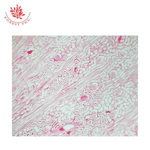 Ressources pédagogiques Lames de microscope préparées Étude de l'enseignement supérieur Section de la moelle épinière Lames d'histologie humaine - Product Image 3