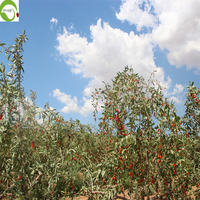 Hoogwaardige Goji-bessen groothandel gedroogd fruit Chinese Wolfberry