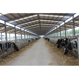 Diseño <span class=keywords><strong>de</strong></span> cobertizo <span class=keywords><strong>de</strong></span> cubículo <span class=keywords><strong>de</strong></span> <span class=keywords><strong>vaca</strong></span> lechera con marco <span class=keywords><strong>de</strong></span> metal barato/planes <span class=keywords><strong>de</strong></span> cobertizo <span class=keywords><strong>de</strong></span> <span class=keywords><strong>vaca</strong></span> simple <span class=keywords><strong>de</strong></span> granja lechera - Product Image 5