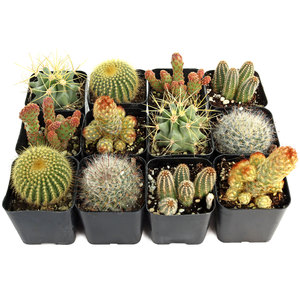 Cactus de Forma Única de Bajo Mantenimiento, Plantas del Desierto Resistentes a la Sequía, Cactus en Maceta Surtidos para Decoración del Hogar y Arreglos DIY - Product Image 4