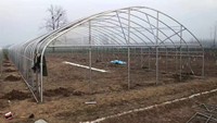 Film plastique transparent en PE résistant aux UV pour serre agricole à simple travée, tunnel en acier épaissi, installation facile