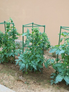 Cage de soutien pour plantes de tomates, structure grimpante en fer anti-chute, piquet multifonctionnel pour légumes, balcon et fleurs - Product Image 2