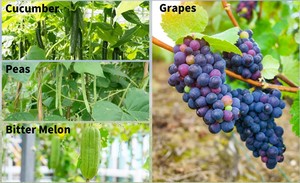 Kletter pflanzen im Freien, A-<span class=keywords><strong>Frame</strong></span> Gurken gitter wachsen Unterstützung für Bohnen Tomaten gemüse Blumen - Product Image 4