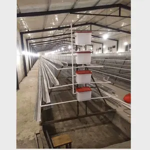 Cages métalliques de couche d'œufs à haute efficacité pour cage de poulet intérieure bon prix