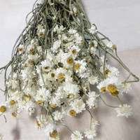 Marguerite blanche ailée plantes éternelles séchées Ammobium Alatum fleur décorations pour la maison W mariages remplissage