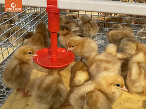 Nouvelle cage d'élevage et de pouponnage en acier galvanisé de type H pour poulettes de 0 à 17 semaines, usage commercial en élevage - Product Image 1