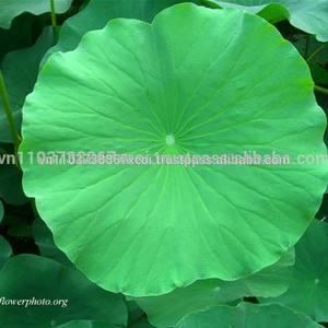 Thé de lotus séché en poudre de thé de lotus de haute qualité et au meilleur prix - Product Image 3