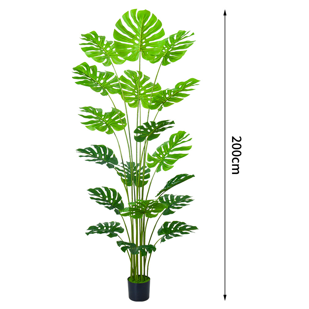 200cm monstera [viene con una maceta de plástico negro]