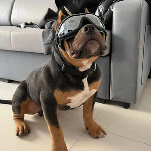 Occhiali protettivi UV occhiali antivento per animali domestici per foto adatte a tutte le razze occhiali comodi per cani - Product Image 1