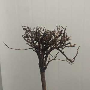 Drijfhout Braziliaanse boomstronk Thailand tak vislandschap speciaal voor kleine aquariumdecoratie woonkamer China OPp-9 - Product Image 6