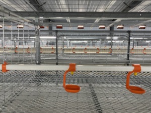 Automatic <strong>Galvanized</strong> Metal Battery <strong>Broiler</strong> Breeder Chicken <strong>Rearing</strong> <strong>Cage</strong> - Product Image 5