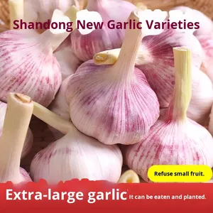 <span class=keywords><strong>Semillas</strong></span> <span class=keywords><strong>de</strong></span> Ajo <span class=keywords><strong>de</strong></span> Piel Morada Orgánicas Locales <span class=keywords><strong>de</strong></span> Shandong, 2.5 kg, Bulbos <span class=keywords><strong>de</strong></span> Ajo Frescos <span class=keywords><strong>de</strong></span> Piel Roja, Auténticos <span class=keywords><strong>de</strong></span> Granja - Product Image 3