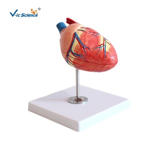 Modelo de Enseñanza Médica Vic Education, Modelo de Enseñanza de Corazón Canino, Modelo Anatómico de Corazón Canino - Product Image 5