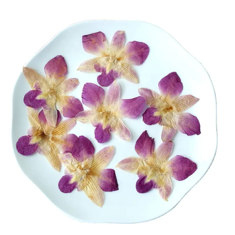 Orchidée Dendrobium fleur pressée adaptée aux bijoux en résine époxy bricolage artisanat coque de téléphone carte-cadeau