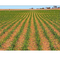 Semoir à ail réglable 4-10 rangs, monté sur tracteur, attelage 3 points, avec certification CE - Nouveauté 2026, Ventes Flash
