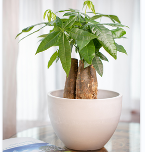 Macetas colgantes <span class=keywords><strong>de</strong></span> <span class=keywords><strong>plástico</strong></span> para plantas, macetas <span class=keywords><strong>de</strong></span> flores redondas para horticultura, con gancho <span class=keywords><strong>de</strong></span> <span class=keywords><strong>plástico</strong></span> duradero, para jardín y plantas suculentas, recicladas - Product Image 4