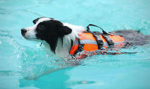 Commercio all'ingrosso di costumi da bagno e giubbotti di salvataggio per cani per animali domestici - Product Image 6