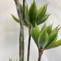 Plantes succulentes artificielles vivantes de haute qualité Bordure Agave Lotus Plantes en plastique en pot pour la décoration intérieure et extérieure-Vente en gros