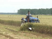 Moissonneuse-batteuse pour riz et blé, petite moissonneuse de céréales pour la récolte et le battage du riz et du blé sur les rizières, machine agricole
