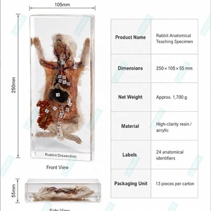 Sistema de Anatomía de Conejo en Acrílico Transparente para Enseñanza, Multifuncional para Escuelas Secundarias - Product Image 3