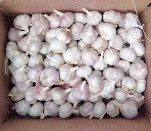 中国工厂新鲜白蒜有机大蒜价格2023散装新鲜大蒜出口