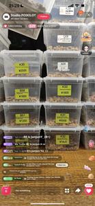 Caja <span class=keywords><strong>de</strong></span> alimentación <span class=keywords><strong>de</strong></span> reptiles ecológica <span class=keywords><strong>de</strong></span> plástico <span class=keywords><strong>de</strong></span> <span class=keywords><strong>segunda</strong></span> generación Diseño antiescape Capacidad <span class=keywords><strong>de</strong></span> 5kg para razas pequeñas-Shougong Ciliary - Product Image 5