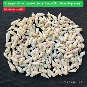 เปลือกหอยสังข์และปลาดาวธรรมชาติ ขายส่งเป็นกิโลกรัม สำหรับงาน DIY ของที่ระลึก และของสะสม - Product Image 6