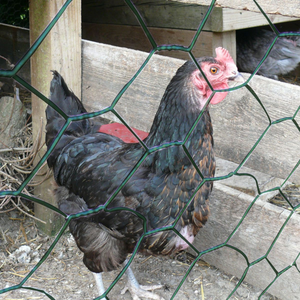 Filo di pollo esagonale galvanizzato che alimenta polli e altri animali, rete metallica di pollo galvanizzata - Product Image 4