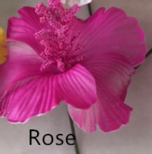 Rose