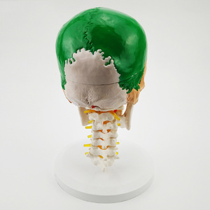 Modelo de Anatomía de Cráneo Humano Adulto Desmontable a Color, Tamaño Real, con Vértebras Cervicales y Dientes Extraíbles - Product Image 2