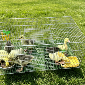 Jaula grande y encriptada para loros y <span class=keywords><strong>palomas</strong></span>, ideal para emparejamiento, venta al por mayor del fabricante. - Product Image 4