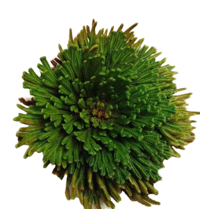 Plante de la Résurrection Sélaginella <span class=keywords><strong>Lepidophylla</strong></span> Entière Séchée au Soleil, Grande Taille, Marque Chengyitang, Chine - Product Image 1