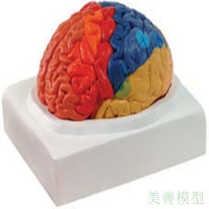 Modèle de crâne coloré détachable et grand format, authentique, représentant l'anatomie du cerveau humain et les ventouses. - Product Image 5