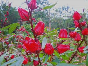 Cung cấp cao trong Dinh dưỡng đóng băng khô Rose cánh hoa bột - Product Image 6