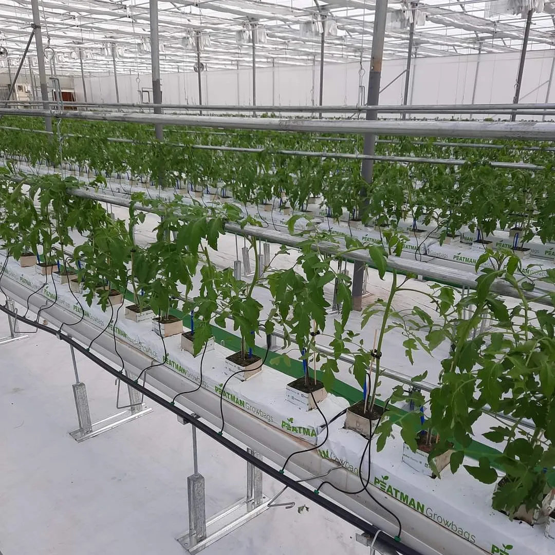 Higher yield tomato hydroponic system