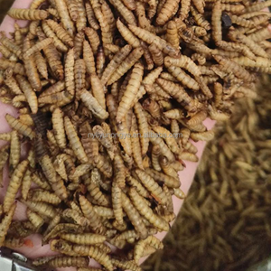 Larva BSF Kering Alami - Camilan Sehat untuk Tokek & Katak - Product Image 1