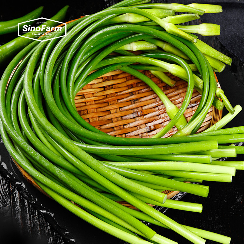 New crop of Chinese vegetables of fresh garlic stem /Fresh garlic shoot/Fresh garlic sprout stem in bundle green garlic sprouts